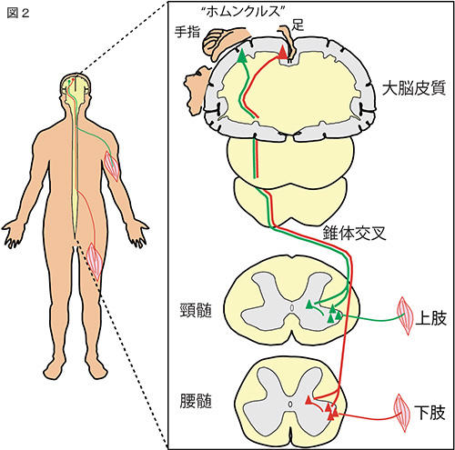 。インポテンス治療ポンプ