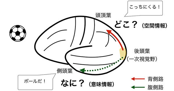 錯視 幻視ー脳のなかの幽霊たち 脳研コラム 新潟大学脳研究所 脳研