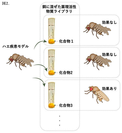 ショウジョウバエの遺伝と実験 (1952年)