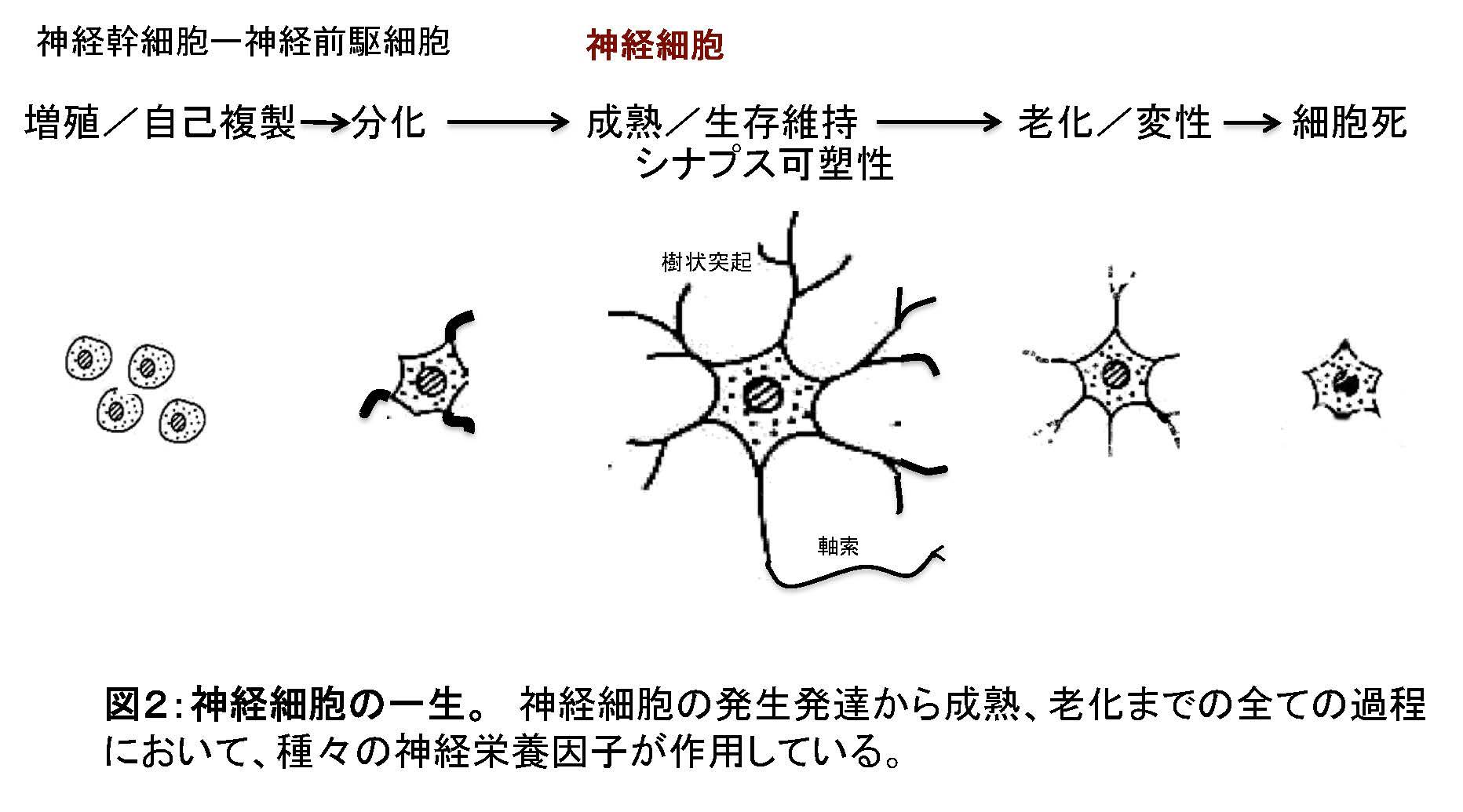 図2