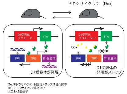 図２