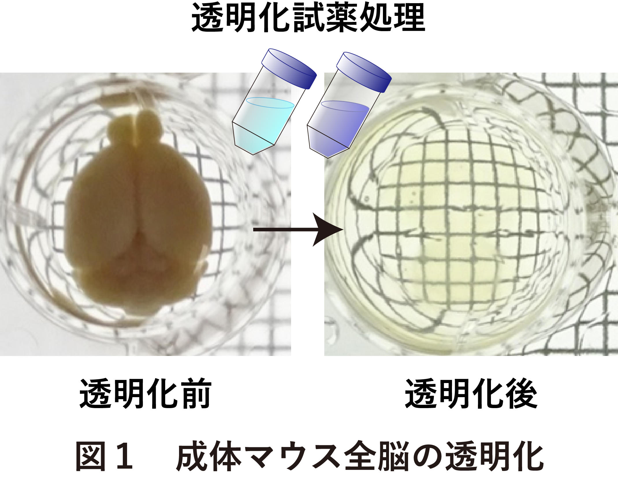 図1