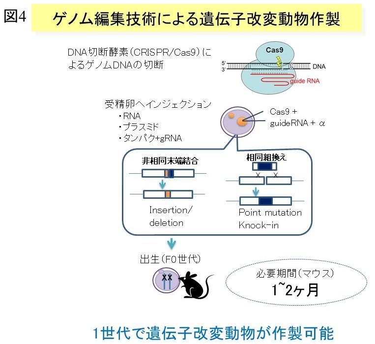 図４