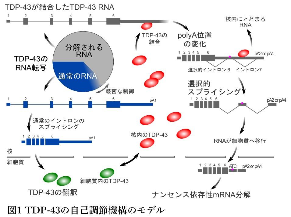 図1