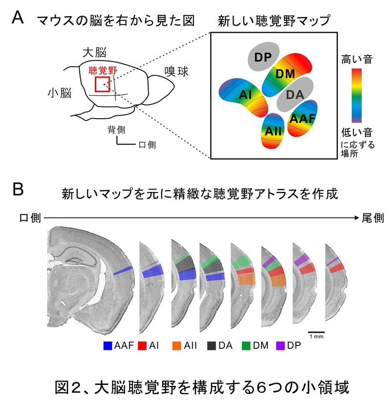 分疾2.JPG