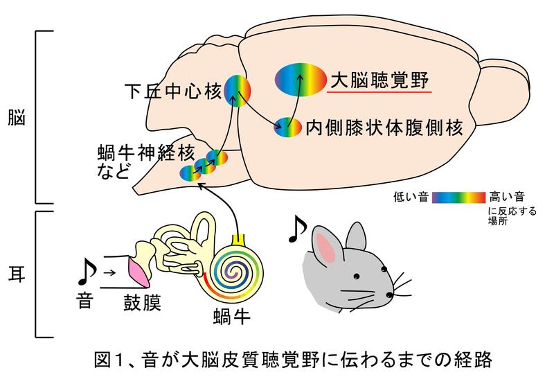 分疾1.JPG