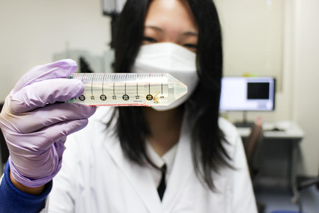 BRI provides hands-on laboratory experiences for pupils as part of Niigata Junior Doctor Training School program