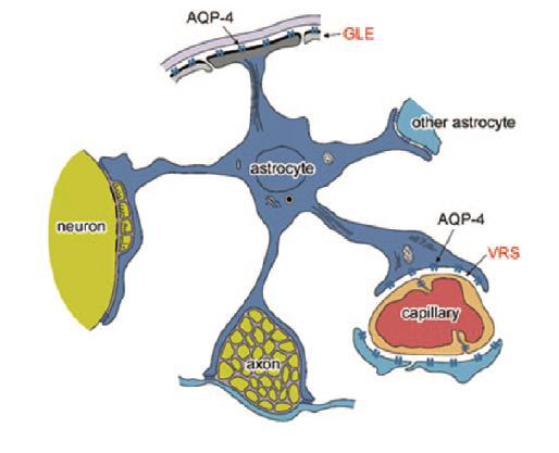 Media Coverage: Research finding on aquaporin-4 facilitator - Nikkei