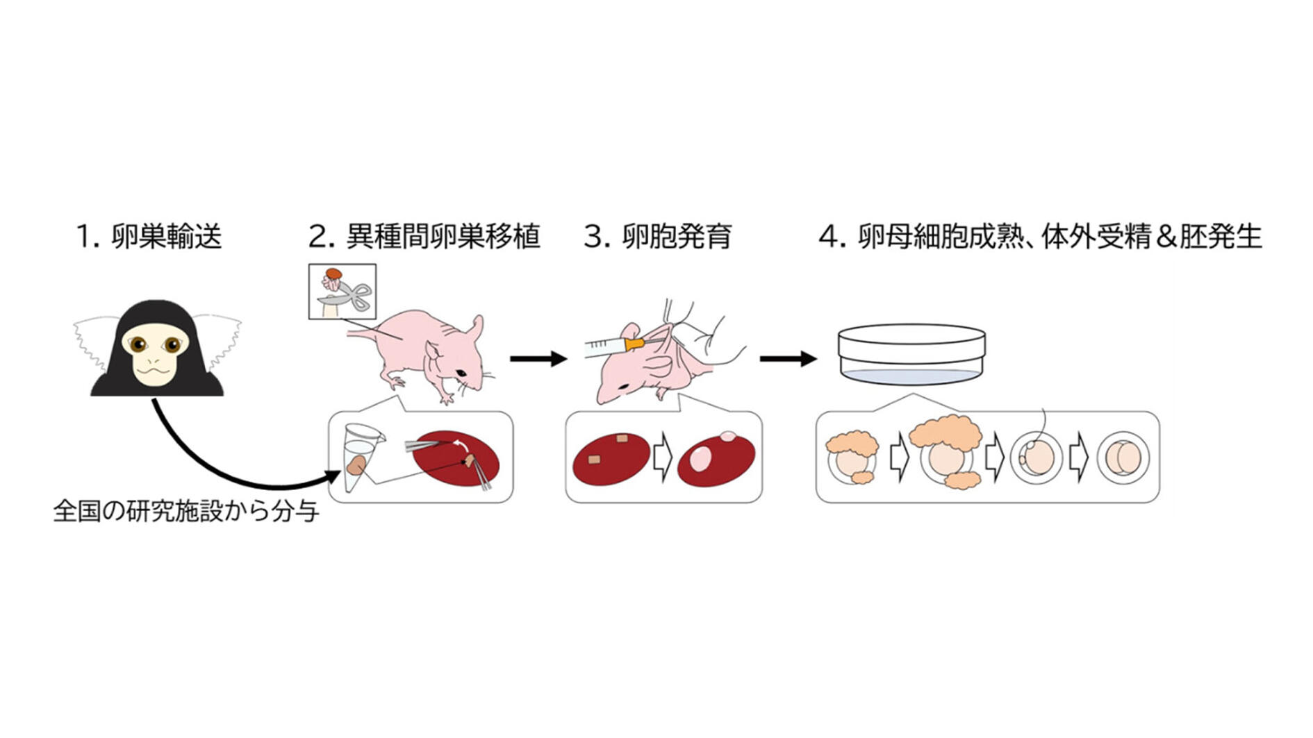 Production of marmoset eggs and embryos from xenotransplanted ovary tissues