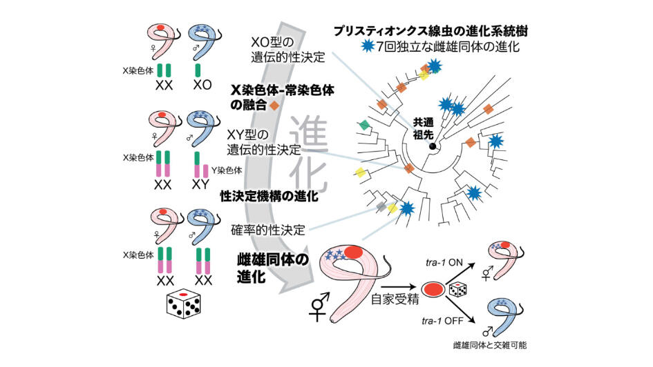 Research Findings Brain Research Institute Niigata University 