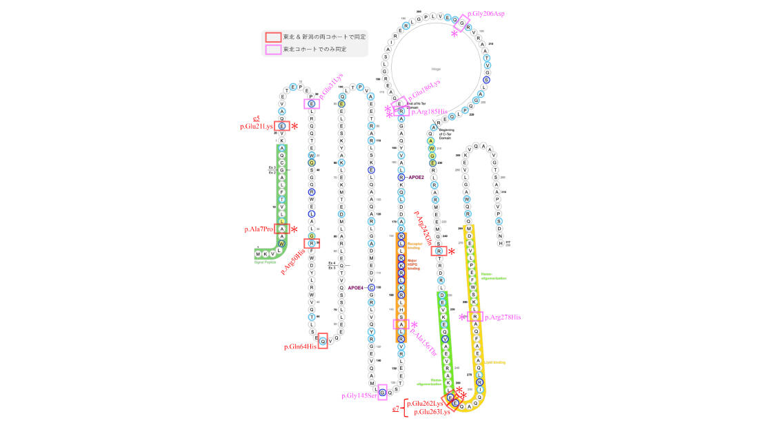 Association of rare APOE missense variants with Alzheimer's disease in the Japanese population