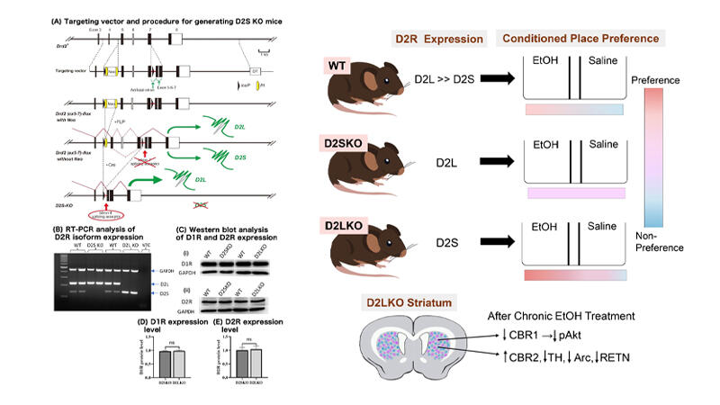 Dopamine D2S/D2L Receptor Regulation of Alcohol-Induced Reward and Signaling