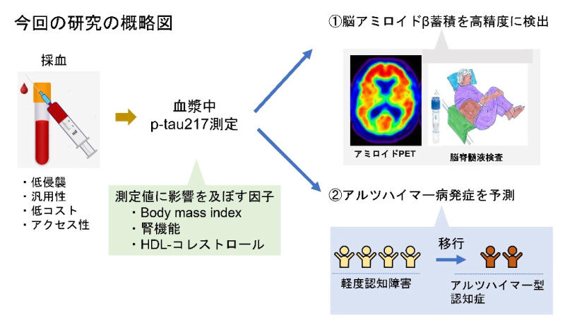 Evaluation of plasma p-tau217 biomarkers in detecting amyloid pathology and predicting cognitive outcomes: Observations from Japanese Alzheimer's disease neuroimaging initiative cohort