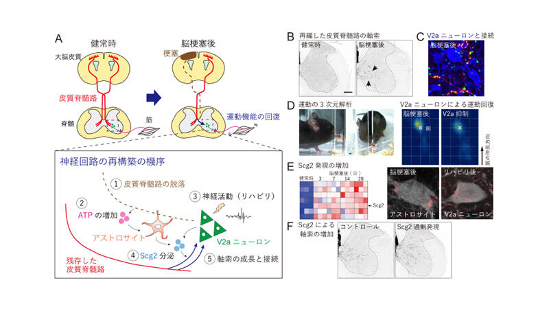 Scg2 drives corticospinal circuit reorganization with spinal premotor interneurons and astrocytes for motor recovery after stroke in mice