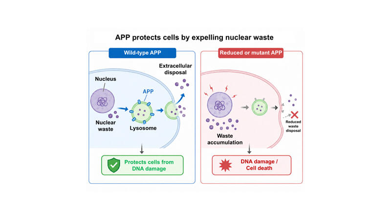 Newly discovered role of amyloid precursor protein (APP) in nuclear waste disposal