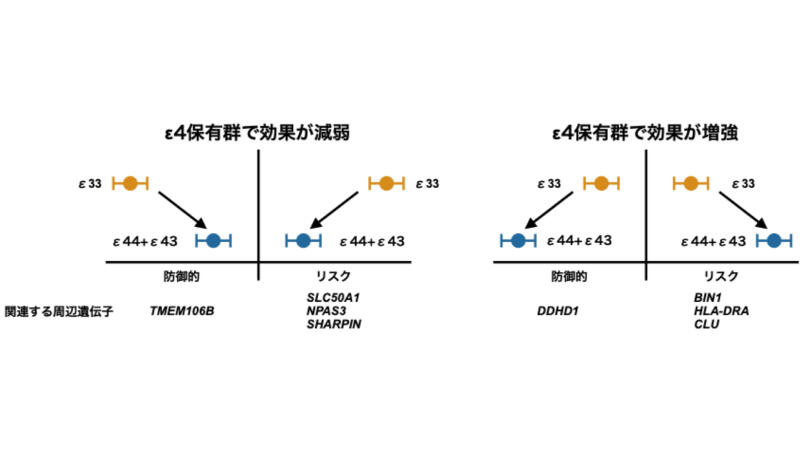 APOE-stratified genome-wide association analyses provide insights into the genetic etiology of Alzheimers's disease