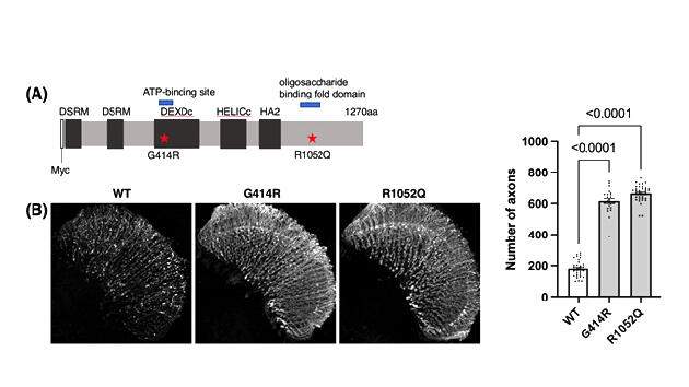 Heterozygous loss-of-function DHX9 variants are associated with ...