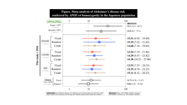 Thirty Years Later: A Reappraisal of Alzheimer's Disease Risk in Japanese APOE-e4 Homozygotes