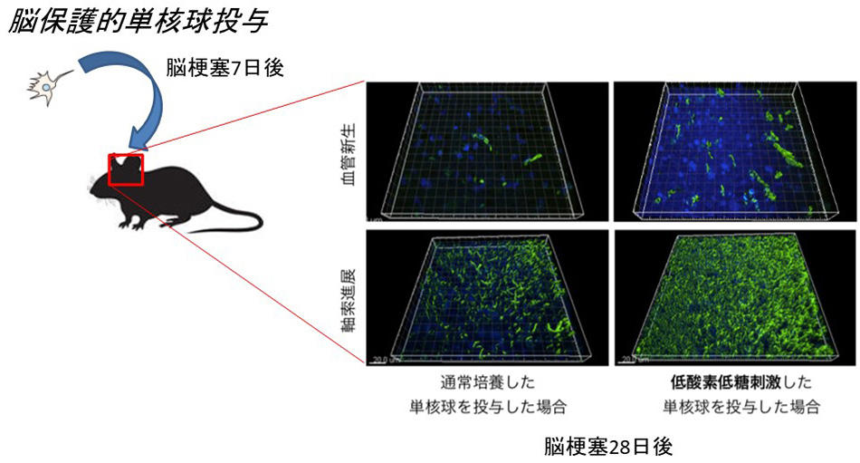 202108.neurology_pic1.jpg