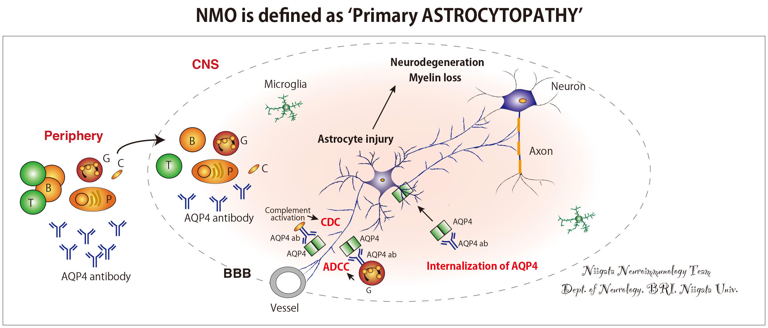 202008.neurology_pic2.jpg