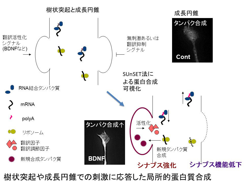 樹状突起や成長円錐での刺激に応答した局所的蛋白質合成の図