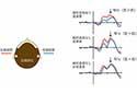 脳波により絶対音感の仕組み解明に関する研究成果が新聞に掲載されました