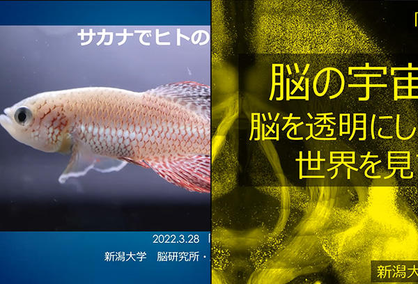 「見てみようヒトの脳と心」をオンライン開催しました