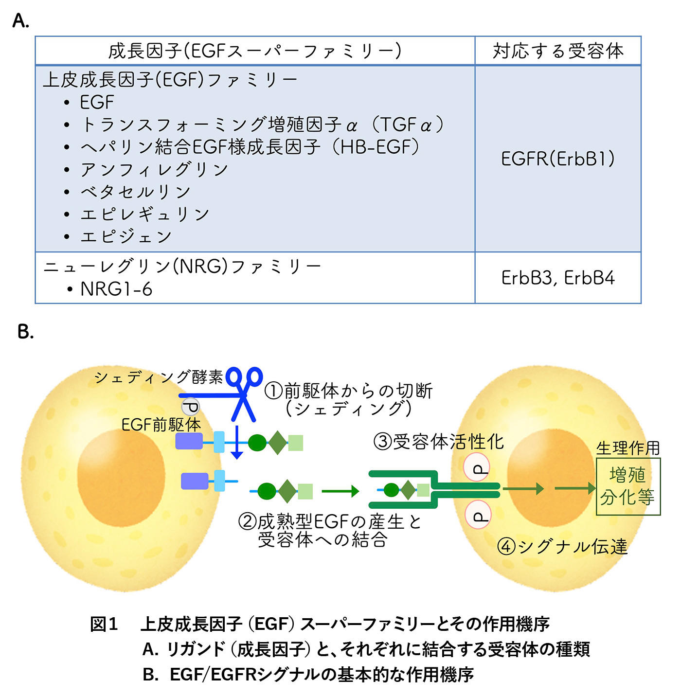 EGFと脳疾患 | 脳研コラム | 新潟大学脳研究所(脳研)