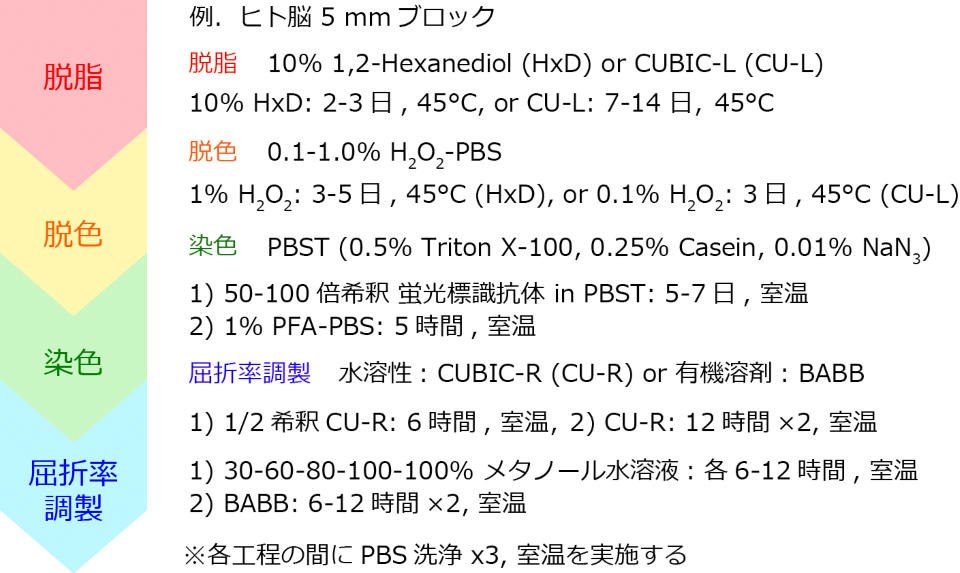 図１_透明化プロトコール960-626.jpg