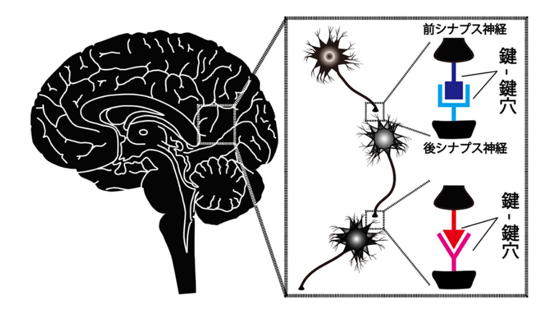 1.「鍵-鍵穴分子」による神経接続