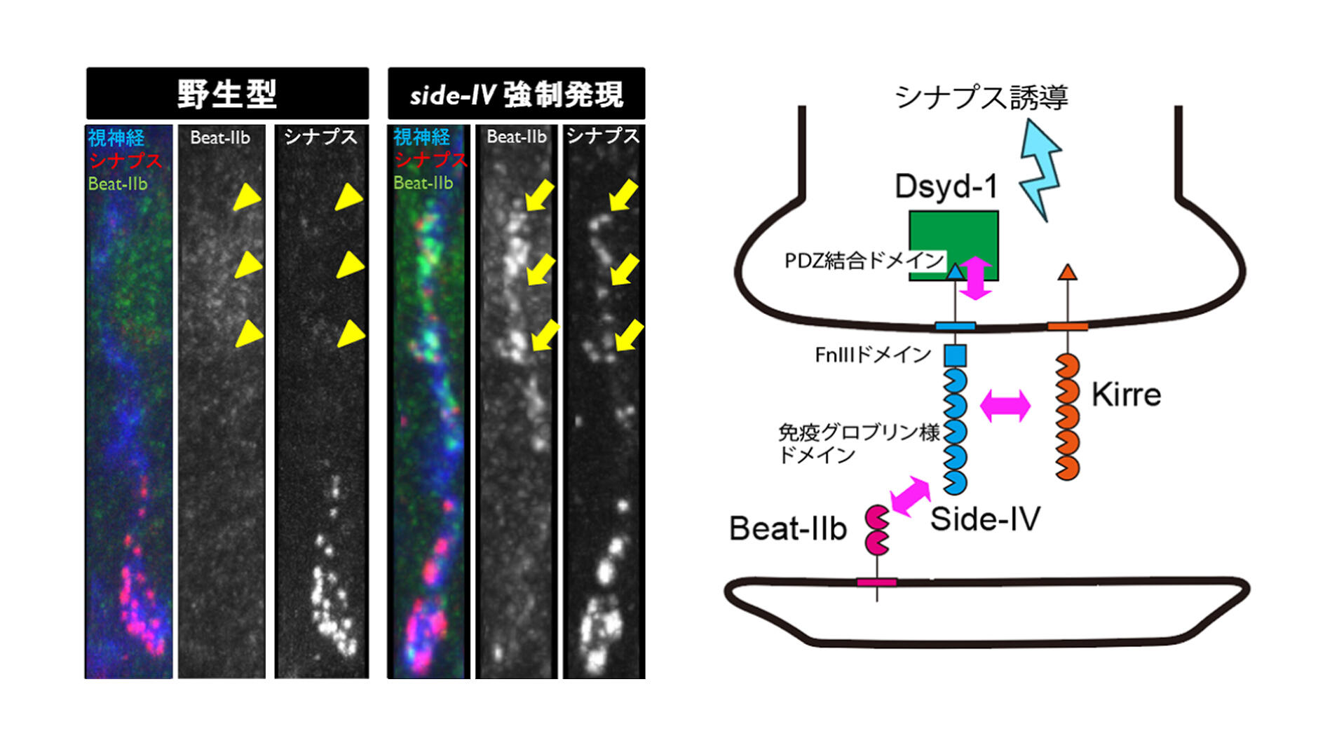 図2.新規「鍵-鍵穴分子」のSide-IVとBeat-IIbは、分岐型シグナル伝達を行う。