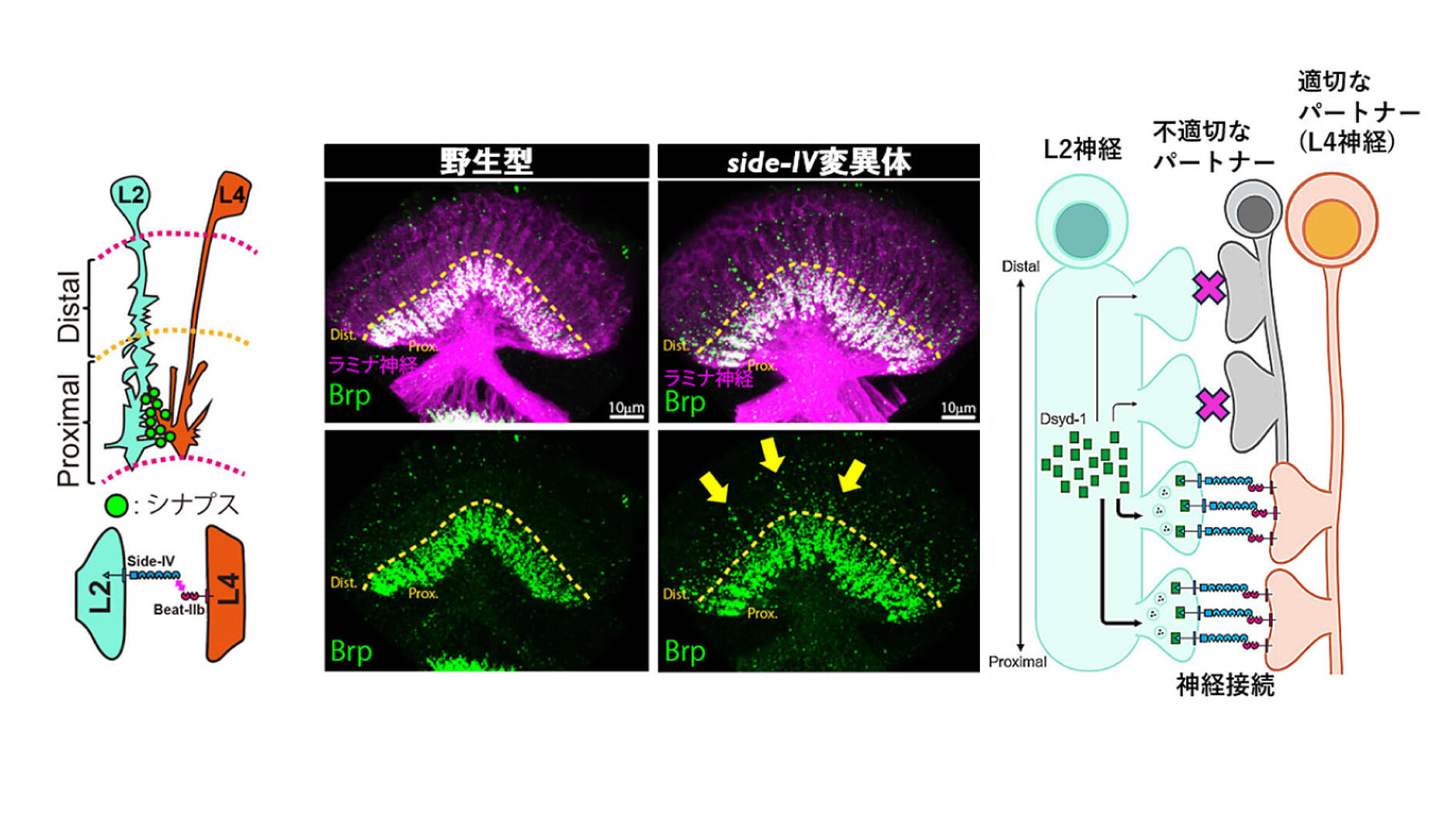 図3.Side-IVはDsyd-1の局在を正確に規定することで適切な神経回路形成を行う