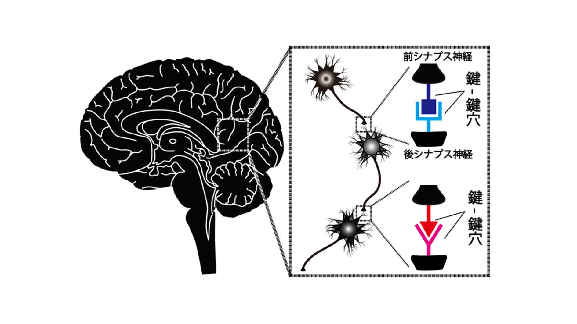 神経結合を適正化する、新たなタンパク質機序を解明　－タンパク質複合体によって「不適切な」神経結合が抑制され、「適切な」神経結合を形成－