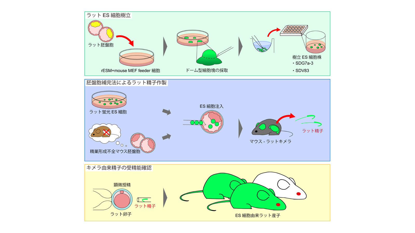 胚盤胞補完法を用いてマウス体内で受精可能なラット精子を作製することに成功－遺伝子改変ラット作製がより低コストに、より容易に－