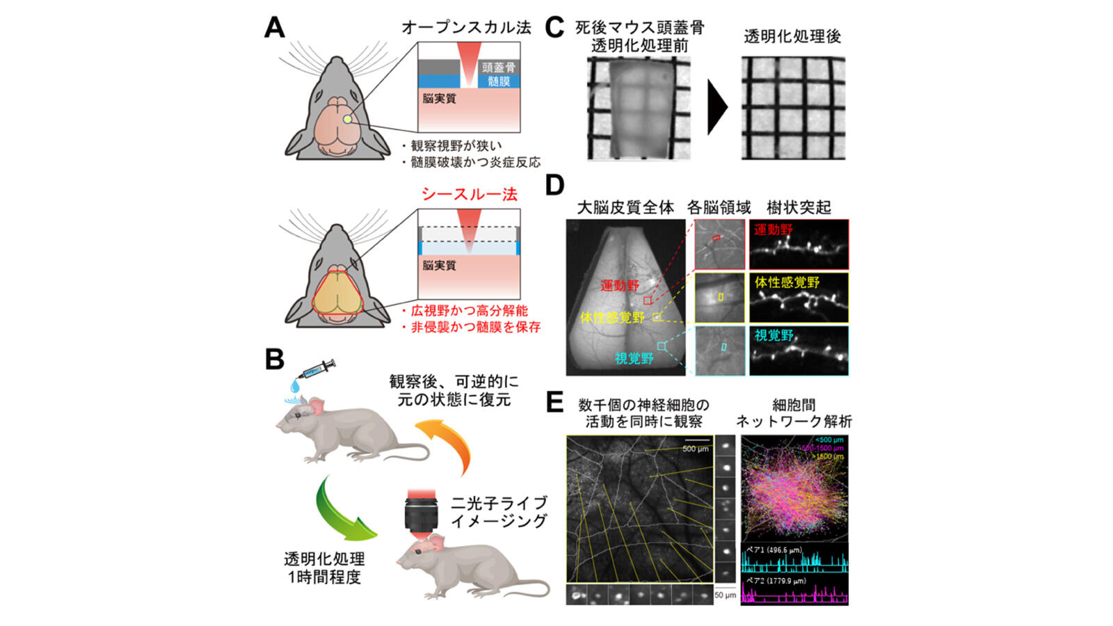 生きたまま頭蓋骨を透明にする「シースルー法」を開発 －頭蓋骨を残したまま、簡便・非侵襲・高精度に脳内をライブイメージングできるようになった！－