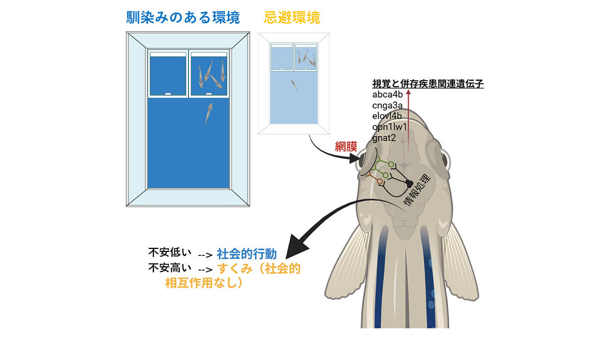 小さな魚から自閉症研究に新展開－自閉症モデルの社会性障害に「環境」が影響－