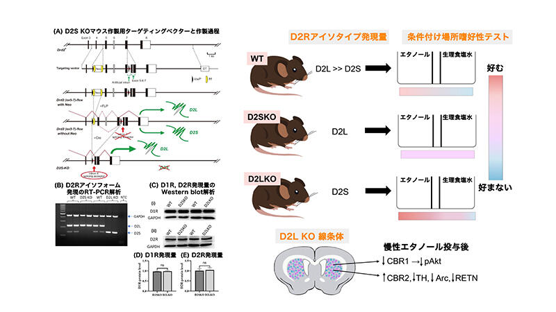 ドーパミンD2受容体のD2 short型サブタイプ発現量の上昇は、アルコール報酬や依存性行動を増強させる
