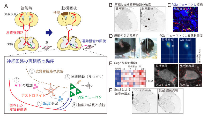 脳損傷後に神経回路が再構築する機序を発見 －機能回復をもたらす治療標的の解明へ－