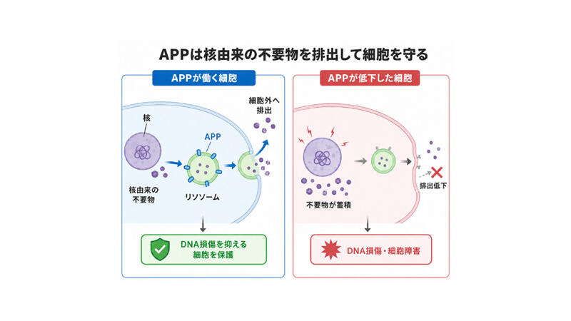 アルツハイマー病関連タンパク質APPの「細胞を守る」新機能を発見 －アルツハイマー病の原因の新しい仮説を提唱－