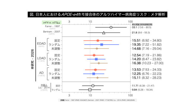 日本人のアルツハイマー病における APOE-e4ホモ接合体の発症リスクを30年振りに再評価 －従来よりも大幅に低倍率であることを解明し、より緻密なリスク評価に基づく予防・医療戦略へ－
