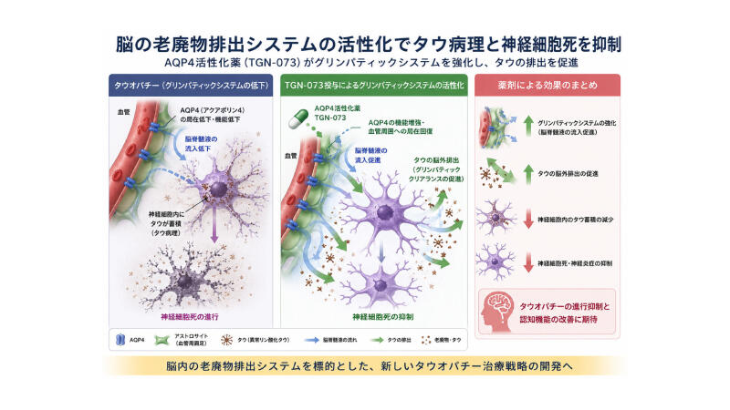 脳の老廃物排出システムを薬で活性化するとタウ病理が抑制 ―アルツハイマー病などタウオパチーの新たな治療戦略となる可能性―