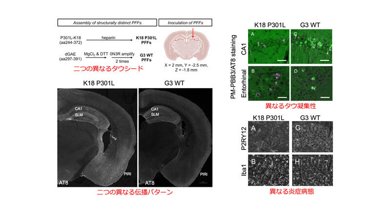 タウの「量」だけでは神経変性は決まらない ─ 異なるタウ凝集体が引き起こす病態の違いをマウスモデルで解明