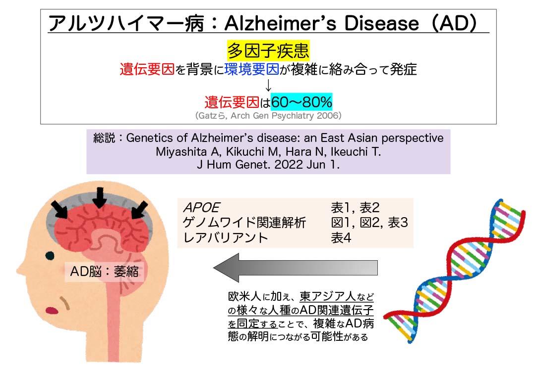 https://www.bri.niigata-u.ac.jp/research/result/21a273851291963186d45b72f07c6dba7d494222.jpg