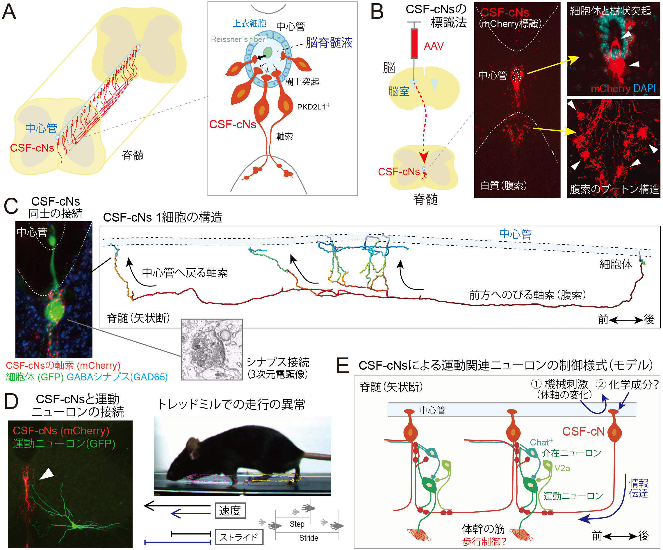 研究成果発表_システム脳病態学分野上野研究室_図_230221_1.jpg