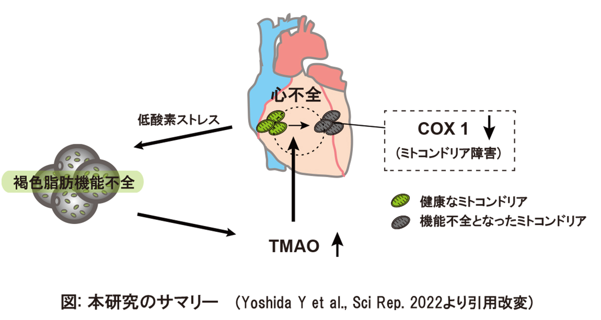 230313笹岡先生研究成果画像0