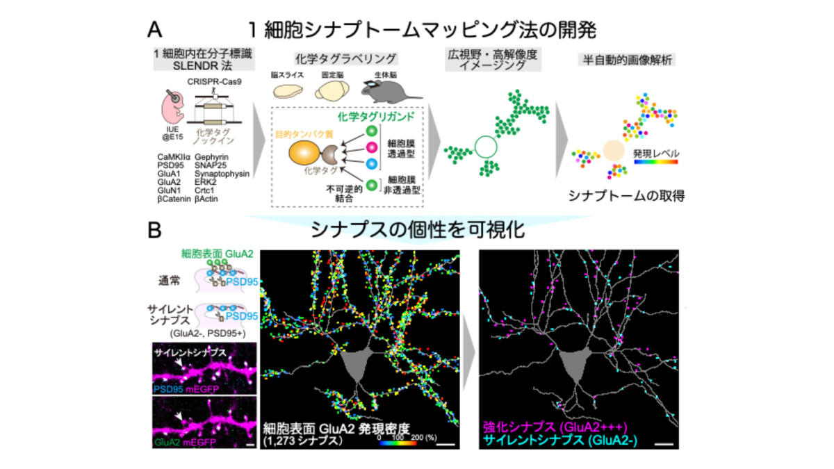神経のつなぎ目の個性を1細胞丸ごと可視化する新技術を開発 －学習・記憶・脳神経疾患に関わる脳内情報伝達の全容解明に向けて大きな進歩－