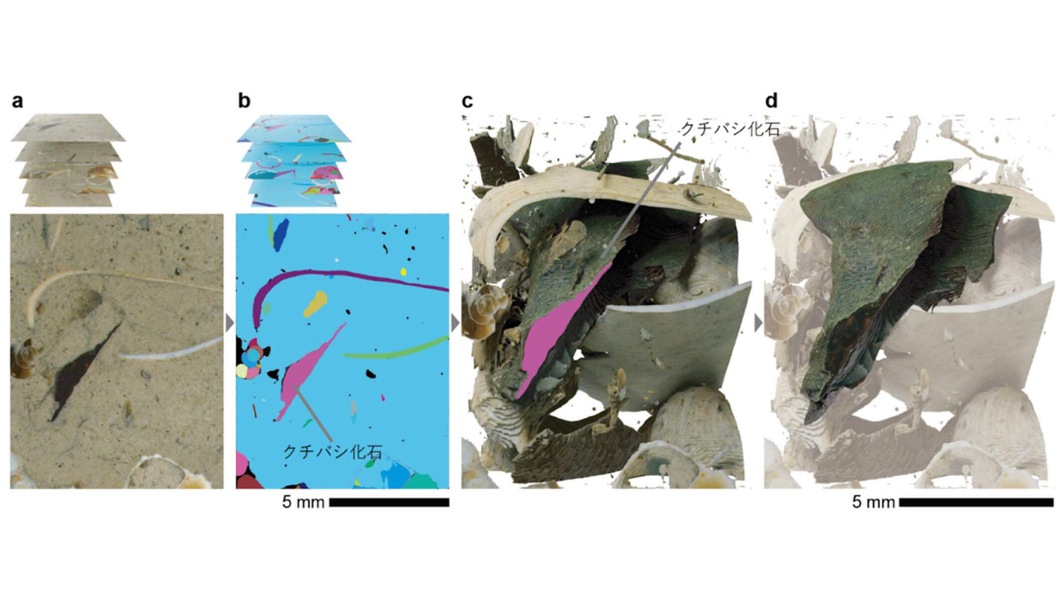 AIが7,000万年前の新種の頭足類化石を発見！ ～生命進化史解読を加速させるデジタル技術～