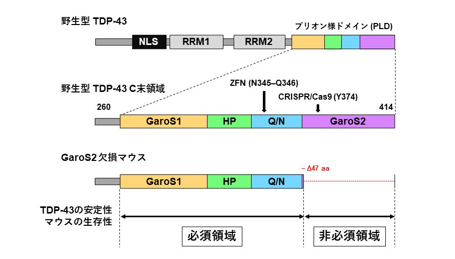 多系統萎縮症患者と健常高齢者における α シヌクレイン蓄積画像の比較