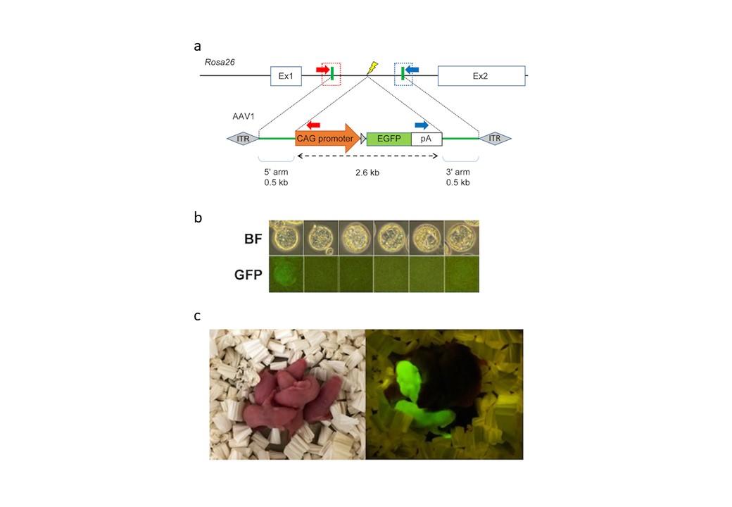 ゲノム編集による遺伝子改変動物作製技術の改良に成功 | 研究成果