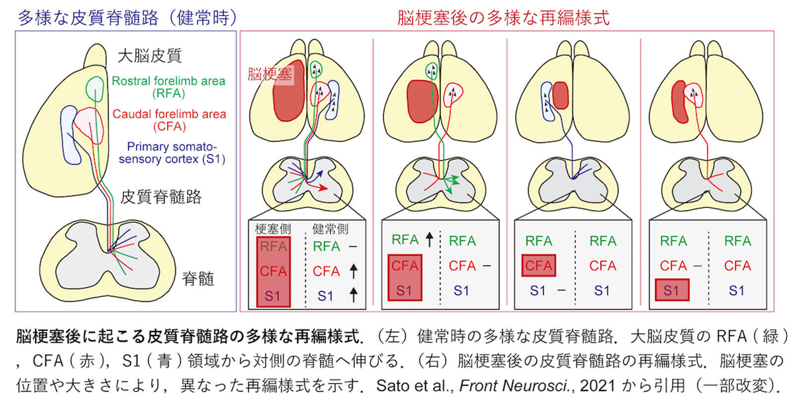 figure_ueno_japanese.jpg